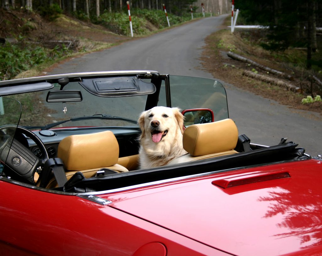 Golden Retriever sitting in a Classic Red Alfa Romeo convertible